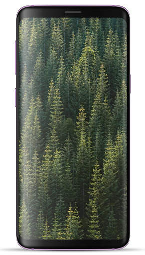 Forest Wallpaper HD screenshot 8