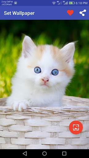 10000  Cats Wallpapers screenshot 3