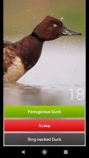 Bird Quiz Europe screenshot 5