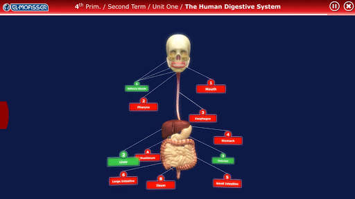 El-Moasser Digestive System 3D screenshot 2