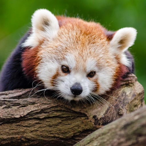 GUESS THE ANIMAL QUIZ иконка
