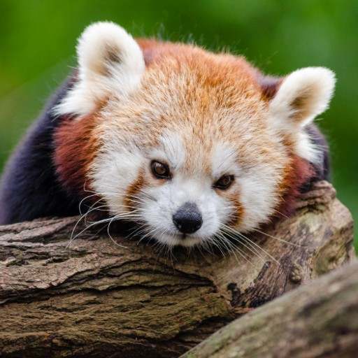 GUESS THE ANIMAL QUIZ 8.24.3z