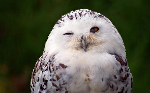 Snowy Owl Bird HD Wallpaper screenshot 6