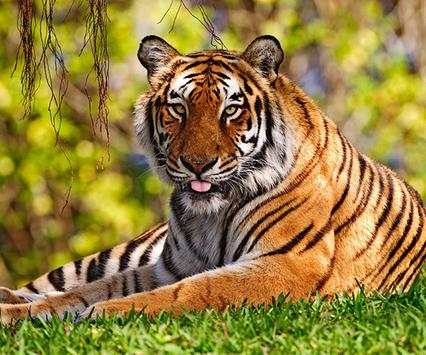 Tiger Live Wallpaper screenshot 1