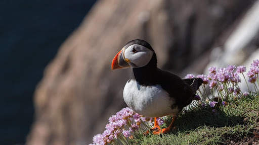 Atlantic Puffin Bird Wallpapers HD screenshot 8