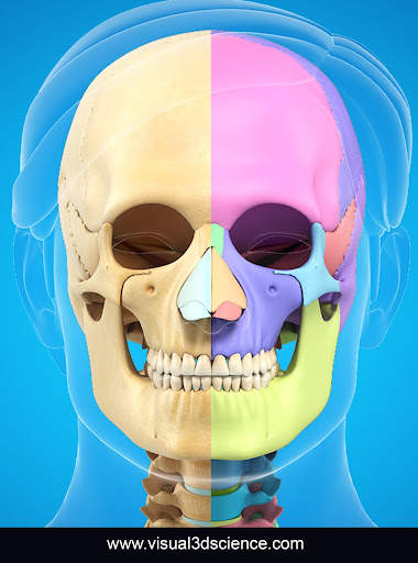 My Skull Anatomy screenshot 9