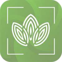 Plant Identification - Plant, Leaf, Flower