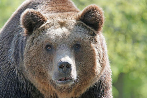Bear Wallpapers | hd backgrounds screenshot 14