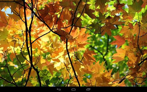 Autumn Wallpaper screenshot 14