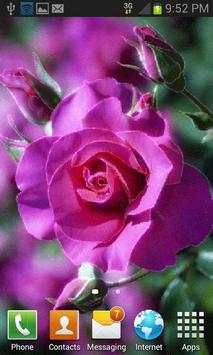 Pink Shiny Rose LWP screenshot 2