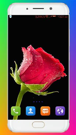 Red Rose Wallpaper screenshot 4