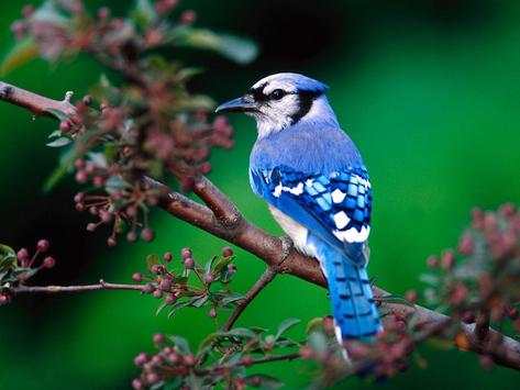 oh birds स्क्रीनशॉट 12