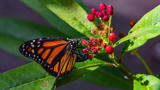 Butterfly Wallpapers HD & 4k Backgrounds screenshot 15