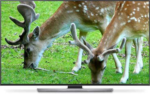 Wild Animals for Chromecast TV screenshot 4