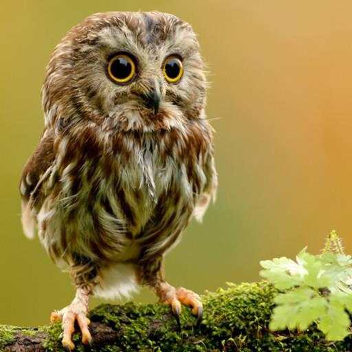 Cute Owl Wallpaper 3.1