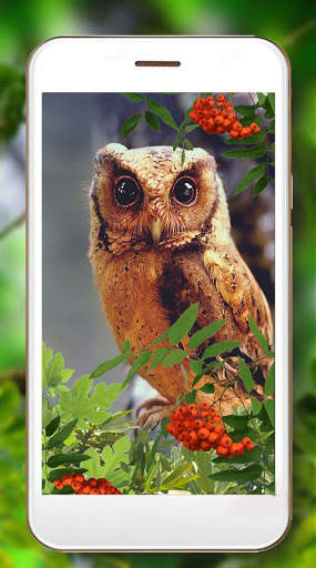 Owls Amazing Live Wallpaper screenshot 6