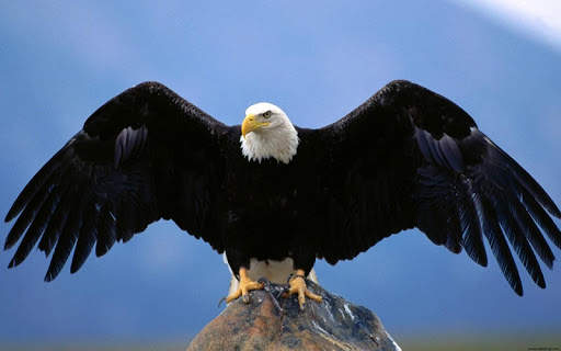 Eagle Live Wallpaper screenshot 10