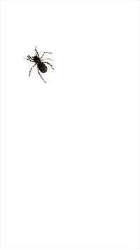 Spider screenshot 4