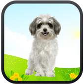 Real Talking Puppy 1.2