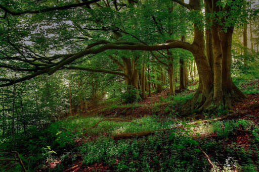Woodland Wallpaper screenshot 1