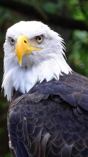 🦅 Eagle Wallpapers – Bird Wallpaper screenshot 4