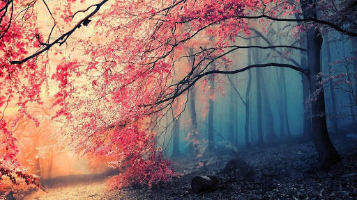 Nature Live Wallpaper screenshot 4