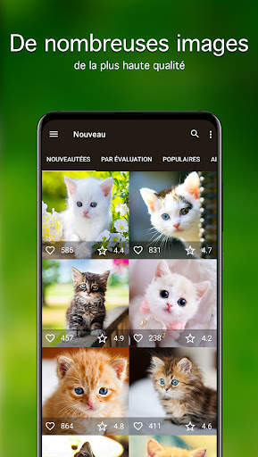 Chatons Fonds d'écran 4K screenshot 2