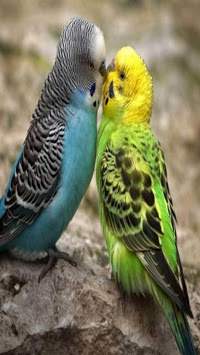 Birds live wallpaper स्क्रीनशॉट 2