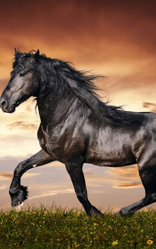 Horses Live Wallpaper HD screenshot 5