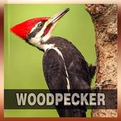 Woodpecker Bird Song 1.0