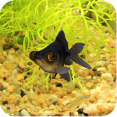 3D Goldfish Live Wallpaper icon