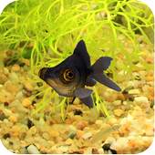 3D Goldfish Live Wallpaper 16
