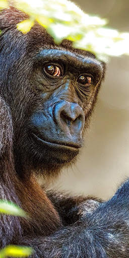 Gorilla Wallpaper screenshot 1