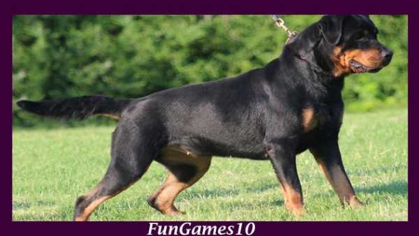 Rottweiler Dog Wallpaper screenshot 2