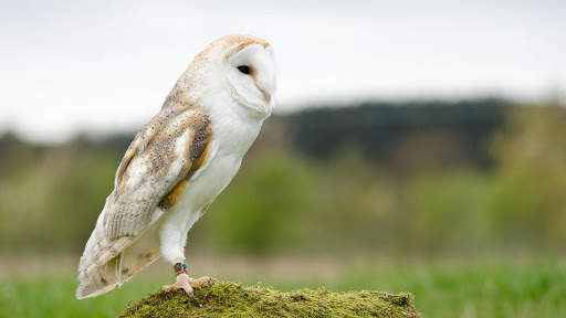 Owl. Birds Wallpapers स्क्रीनशॉट 1