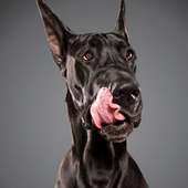 Licking Dog Wallpaper