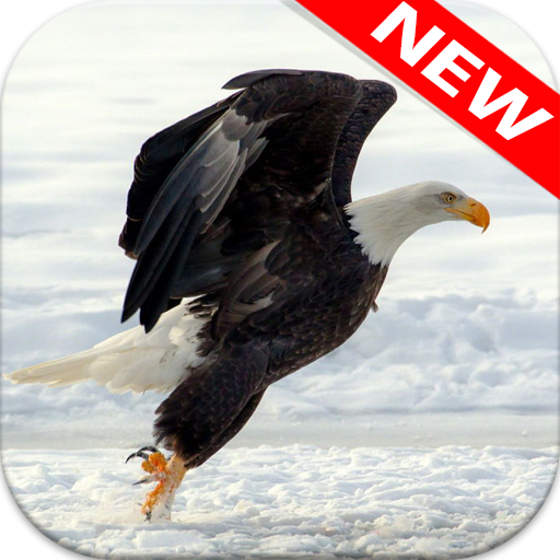 🦅 Eagle Wallpapers – Bird Wallpaper icon