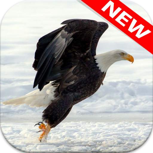 🦅 Eagle Wallpapers – Bird Wallpaper 3.0