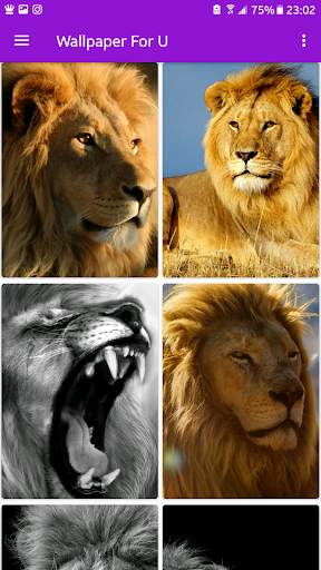 Lion King AMOLED Wallpaper screenshot 2