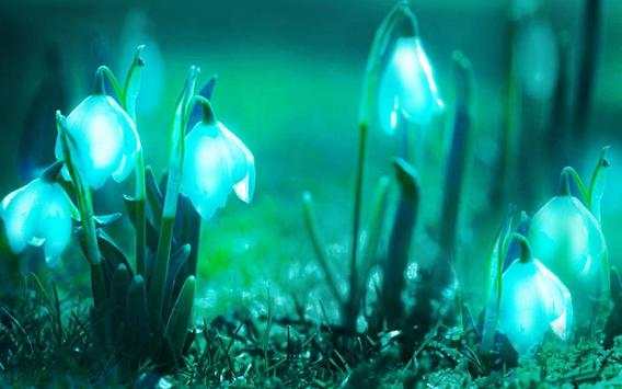 Snowdrops Live wallpaper screenshot 4