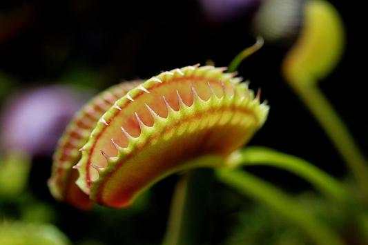 Venus Fly Trap Pack 2 LWP screenshot 2