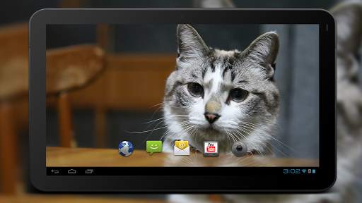 4K Cute Cat Video Live Wallpaper screenshot 5