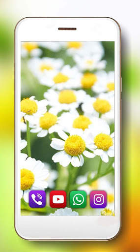 Camomiles Flowers Live Wallpaper 4 تصوير الشاشة