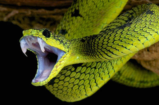 2020 Snake On Screen Prank screenshot 3