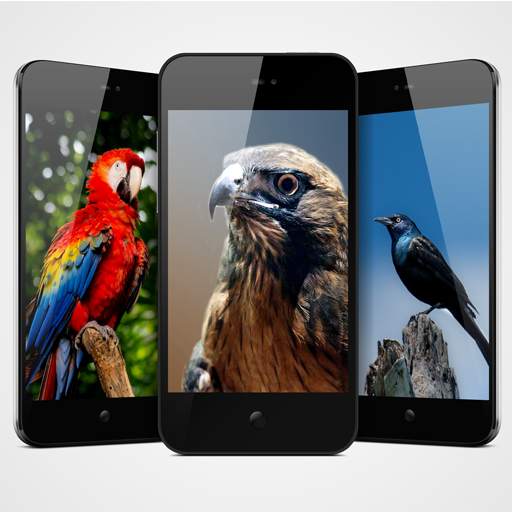 Birds Wallpaper - Best Birds Wallpaper 3d 1.2