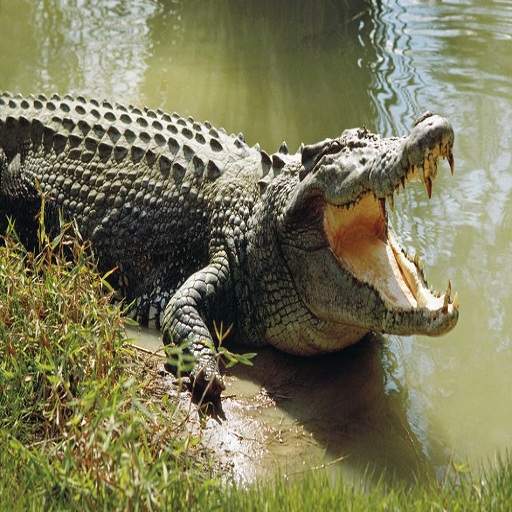 Angry Crocodile Attack 2021 - Wild Hunt Game 1.0