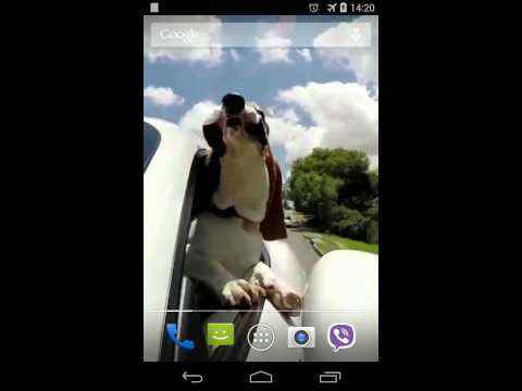 Dog in car Video LWP स्क्रीनशॉट 1