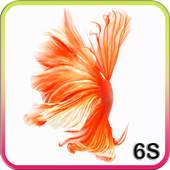 Betta Fish 6S Live Wallpaper 1.1