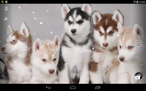 Husky Live Wallpaper screenshot 8
