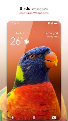 🦅 Birds Wallpaper HD स्क्रीनशॉट 3
